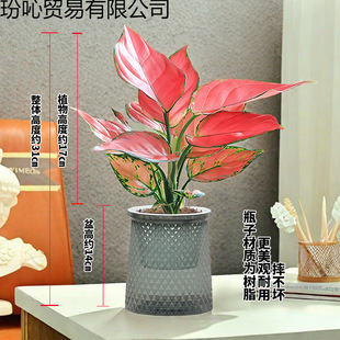 �����t��������ʺ�Gֲ�k���҃�����ȩ�͏d�������Ժ��Bֲ�ﻨ��