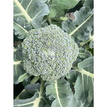 西兰花苗花菜苗包秧苗蔬菜苗西蓝花秧苗四季秋冬耐寒西兰苔种子苗