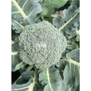 ���m���绨����������߲������{�������ļ��ﶬ�ͺ����m̦�N����