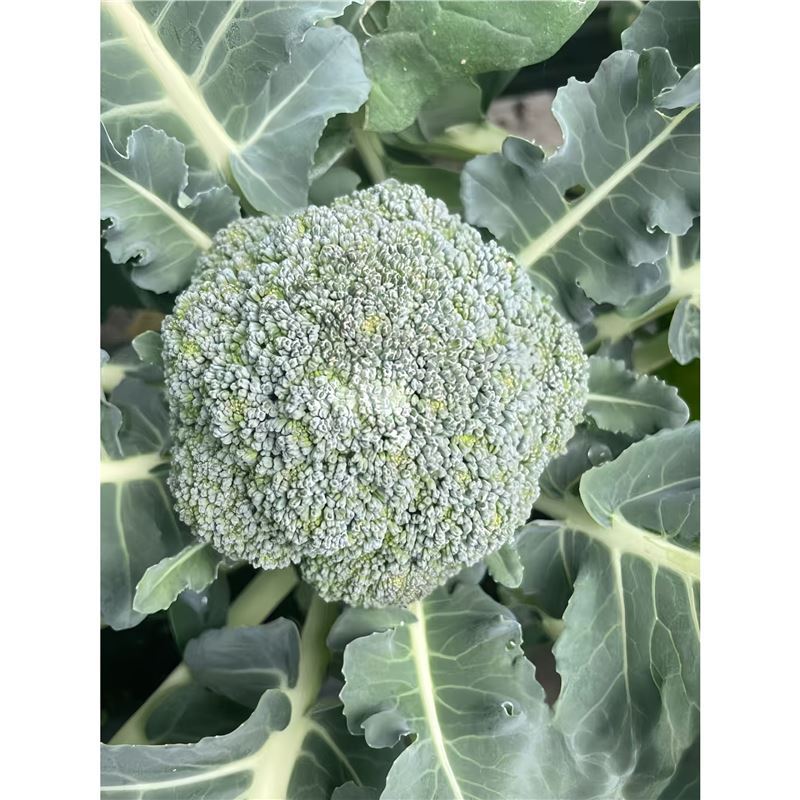 西兰花苗花菜苗包秧苗蔬菜苗西蓝花秧苗四季秋冬耐寒西兰苔种子苗