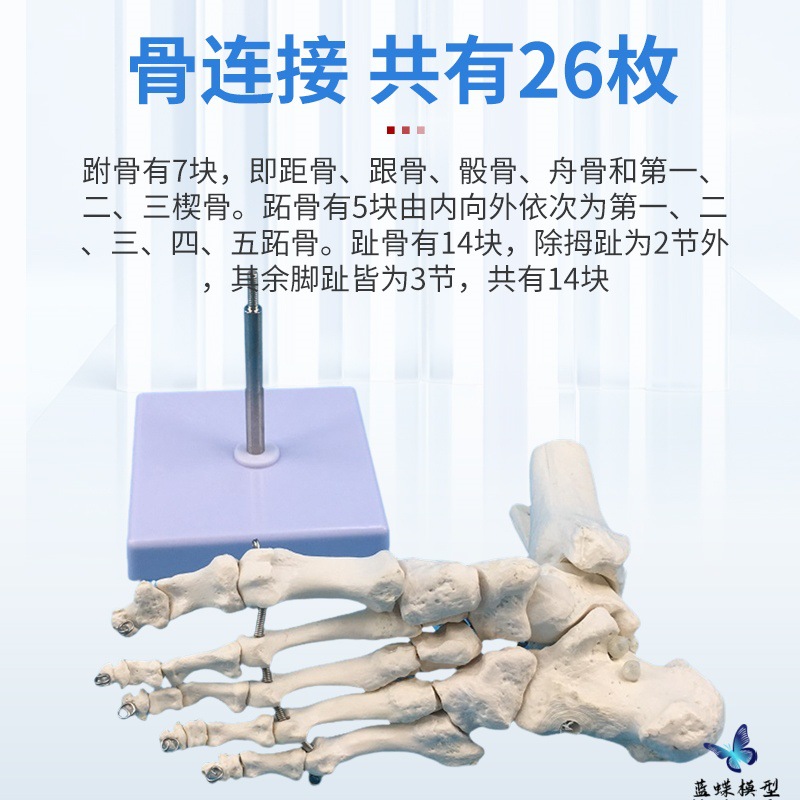 ����Źؽڸ��ʹ�ģ�� ����1:1 ��ؽڹ����˶�ϵͳ�����������