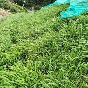 ���~�ݷN�Ӱ�ϲ�����۲݌��~ȸ�޹������͟��ͺ���β���o�²ݷN��