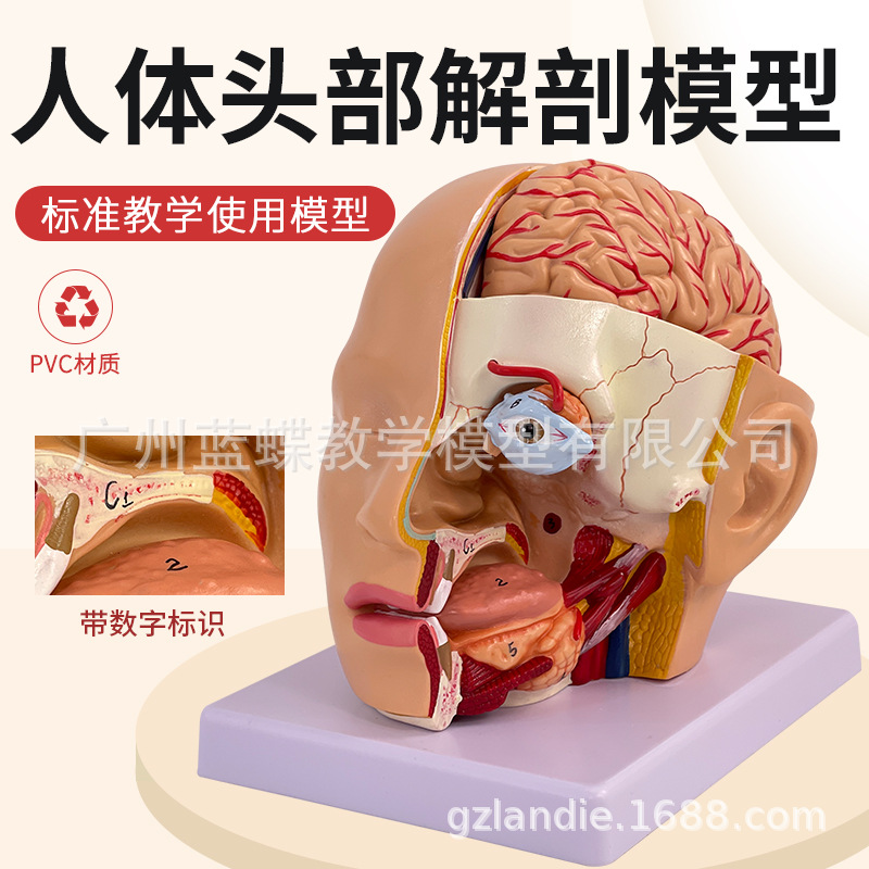 ͷ�����Զ���ģ�� �����Բ�����ģ�� ��ǻ���ʺ� ͷ��­����� ��