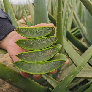 庫拉索蘆薈盆栽 植物苗灌膚食用 室內食用新鮮喜陽凈化空氣盆栽