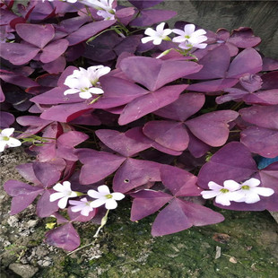 �t�����~�m�{�ݻ���ֱ�N���lˮ��ֲ�﹤������ă�Ʒ�N�Rȫ