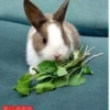 Huangbai Daoqi Rabbit ❤️❤️ prosperity ❤️❤️