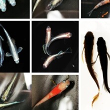 鱼卵可孵化冷水观赏鱼小锦鲤金鱼淡水鱼水族活体宠物包邮