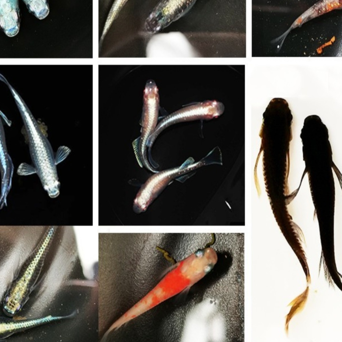 鱼卵可孵化冷水观赏鱼小锦鲤金鱼淡水鱼水族活体宠物包邮