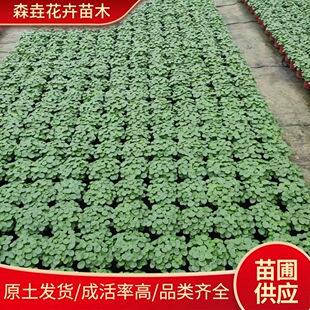 �~�X��ͥԺ�G�������~�X�������ļ����G¶̨�쾰ֲ�� �~�X����