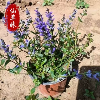 多花筋骨草 多年生姬十二单筋骨草盆栽花卉小苗 园林绿化工程杯苗