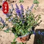 多花工程园林多年生筋骨草