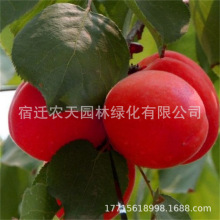 Ә޽Խ̫ӱͥԺӘ箔Y