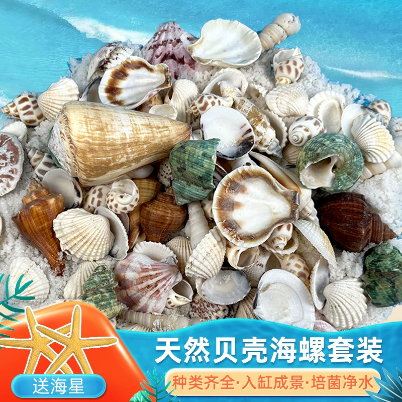 Натуральная раковина аквариум ремесла декоративный реквизит пейзаж маленькие украшения черепаха аквариум ведро дно аквариума дно песчаные украшения