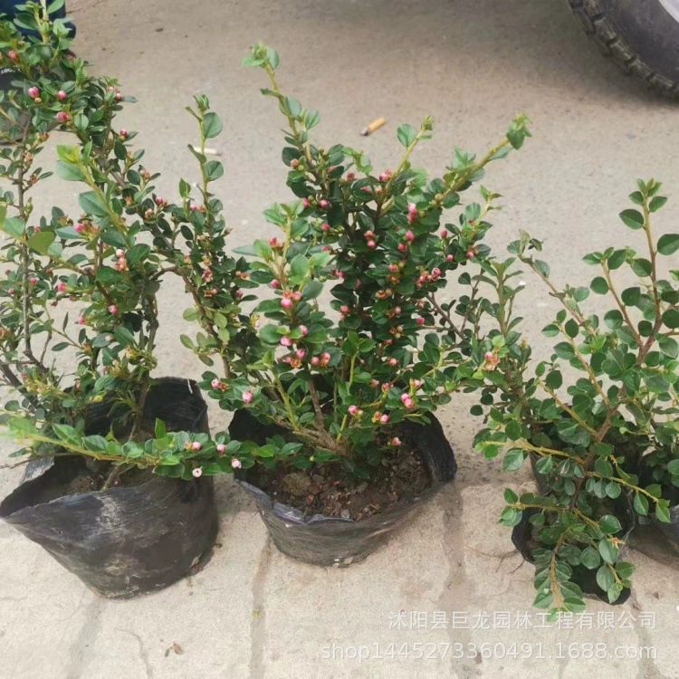 Основание цветка Сунцзы с плоскими ветвями в Сюцяне, проект по зеленению горшечных саженцев Сунцзы с плоскими ветвями, ландшафтный дизайн парковых дорог.