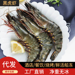 黑虎虾大号新鲜大虾鲜活虎虾海鲜水产斑节虾对虾老虎虾青虾九节虾