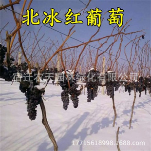 ���l�����t�����{��ʯ������������ټ޽��箔��Y�����ј��ϼ��