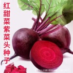 红甜菜根种子红甜菜紫菜头种籽农家菜园红甜菜头菜籽蔬菜种子