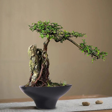 无孔水培水仙铜钱碗莲睡莲水养专用盆微景观造景六月雪陶瓷花盆