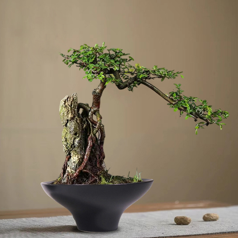 无孔水培水仙铜钱碗莲睡莲水养专用盆微景观造景六月雪陶瓷花盆