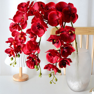 �zƬ�ָ�9�^�����m�����֦�ٻ� �ҾӲ����b�ˇ�b�c�廨