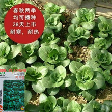 台湾香肉菜种子肉肉菜种子耐寒耐热速生营养春秋四季青菜蔬菜种子