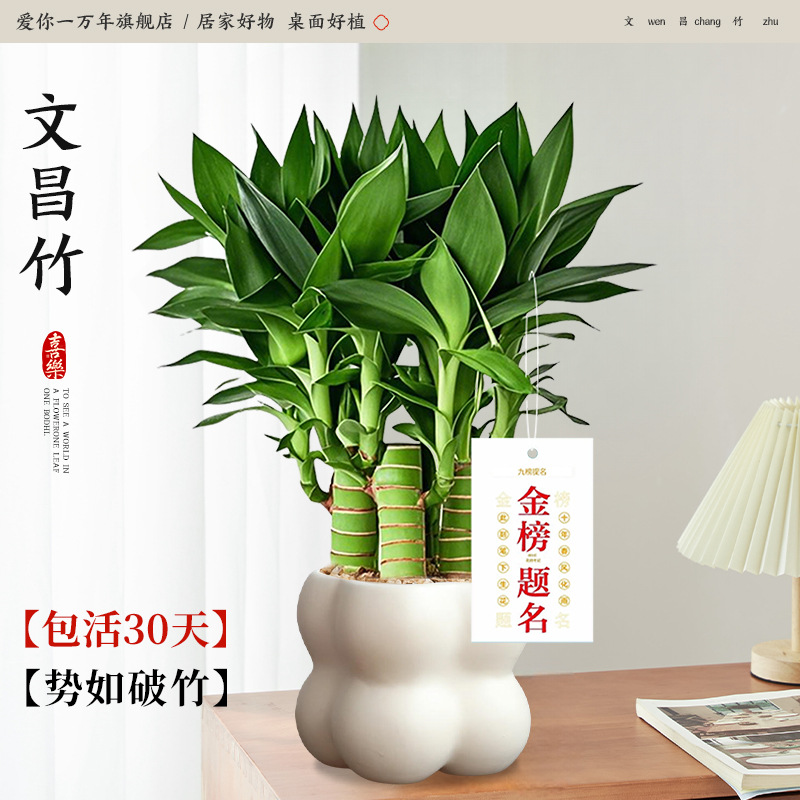 원창 대나무 4개 + 크림 사각 격자 + 골드 목록 타이틀 태그(포장석 + 영양액 포함) Yue Pet