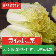 黄心娃娃菜高山娃娃菜新鲜生吃鲜嫩脆甜火锅菜黄心新鲜蔬菜农家菜