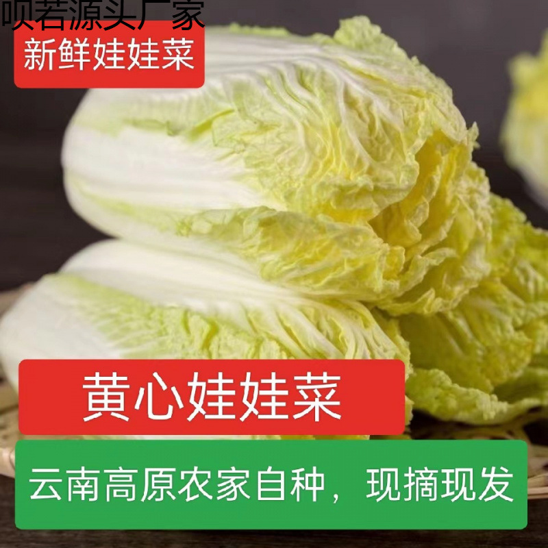 黄心娃娃菜高山娃娃菜新鲜生吃鲜嫩脆甜火锅菜黄心新鲜蔬菜农家菜
