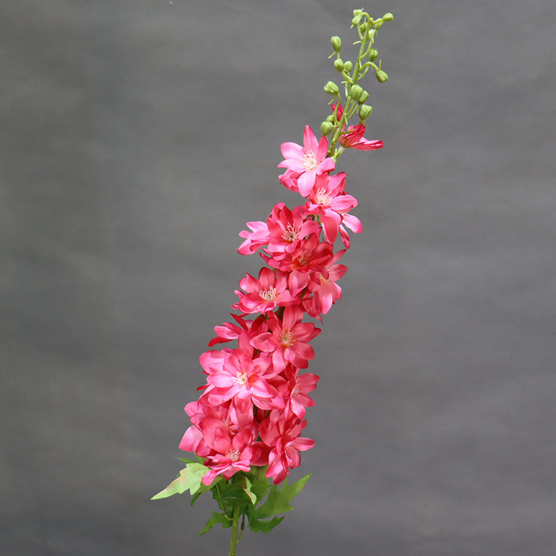 새로운 붉은 제비의 장미색 가지