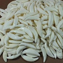 黑狗牙仿狼牙项链 手链 吴京骨质藏獒牙吊坠 真狗牙男士情侣饰品