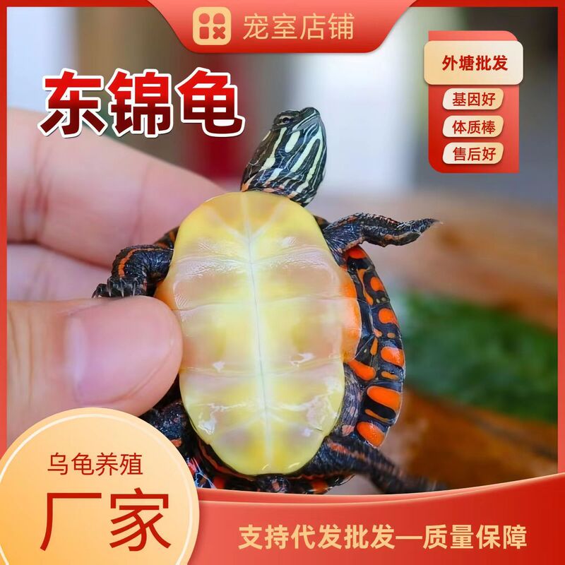 Live Eastern Brocade Turtles, Small Turtles from Eastern Ponds, Wholesale of Eastern Brocade Turtles, Deepwater Turtles, High-Value Ornamental Pets, Large Quantities at Great Prices Live Eastern Brocade Turtles, Small Turtles from Eastern Ponds, Wholesale of Eastern Brocade Turtles, Deepwater Turtles, High-Value Ornamental Pets, Large Quantities at Great Prices