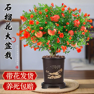 ʯ�����Ԏ��������^�p�Gֲ�҃���ͥԺ������ɽY���辰�ļ����B��