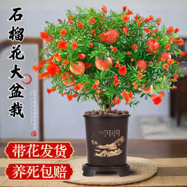 石榴盆栽带花矮化观赏绿植室内外庭院果树苗可结果盆景四季好养活
