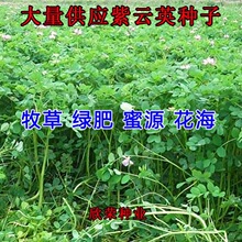 ����Ӣ�����̷�����������Դ����  ����������Ӣ�Ѻ컨����