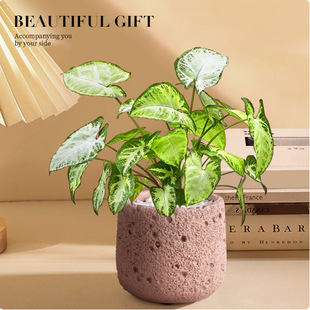 Green Elf Indoor Green Plants Absorb Formaldehyde and Purify the Air. Desktop Is Easy to Maintain and Evergreen in All Seasons. Scandinavian Decompression Lazy Potted Plants
