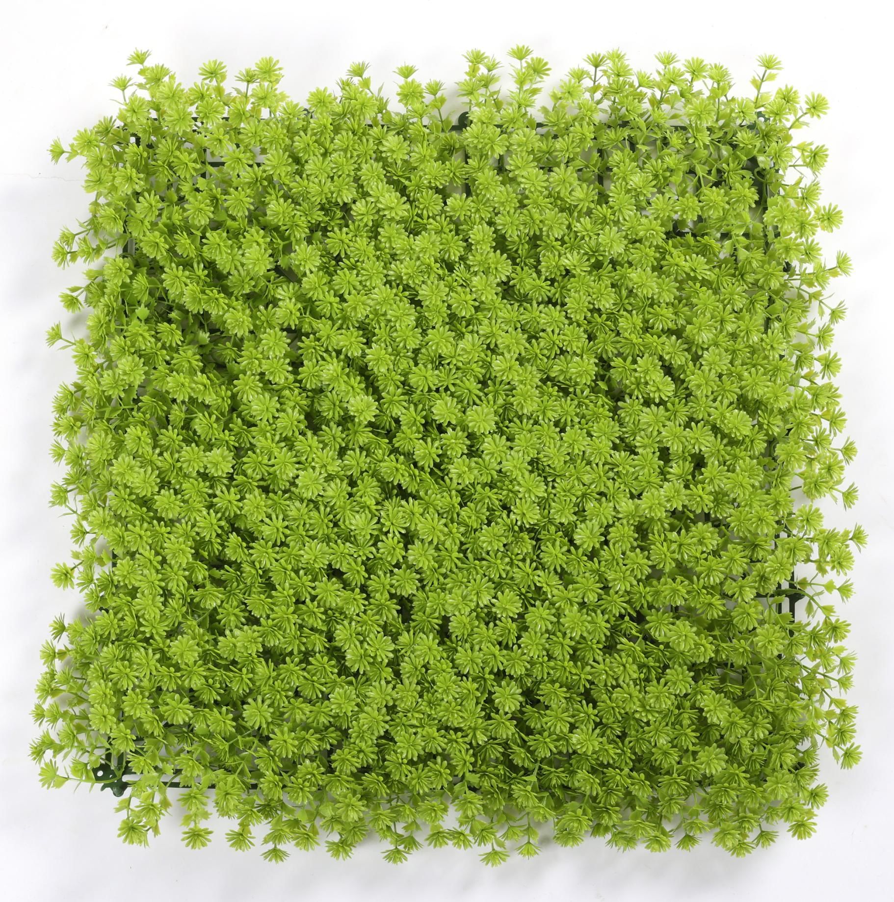 Light green buddha grass