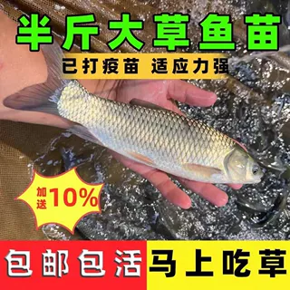 草鱼苗大规格草鱼白鲩鱼苗小草鱼苗活鱼淡水易养草鱼鱼苗包活鲜活
