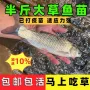 鲜活淡水草鱼苗