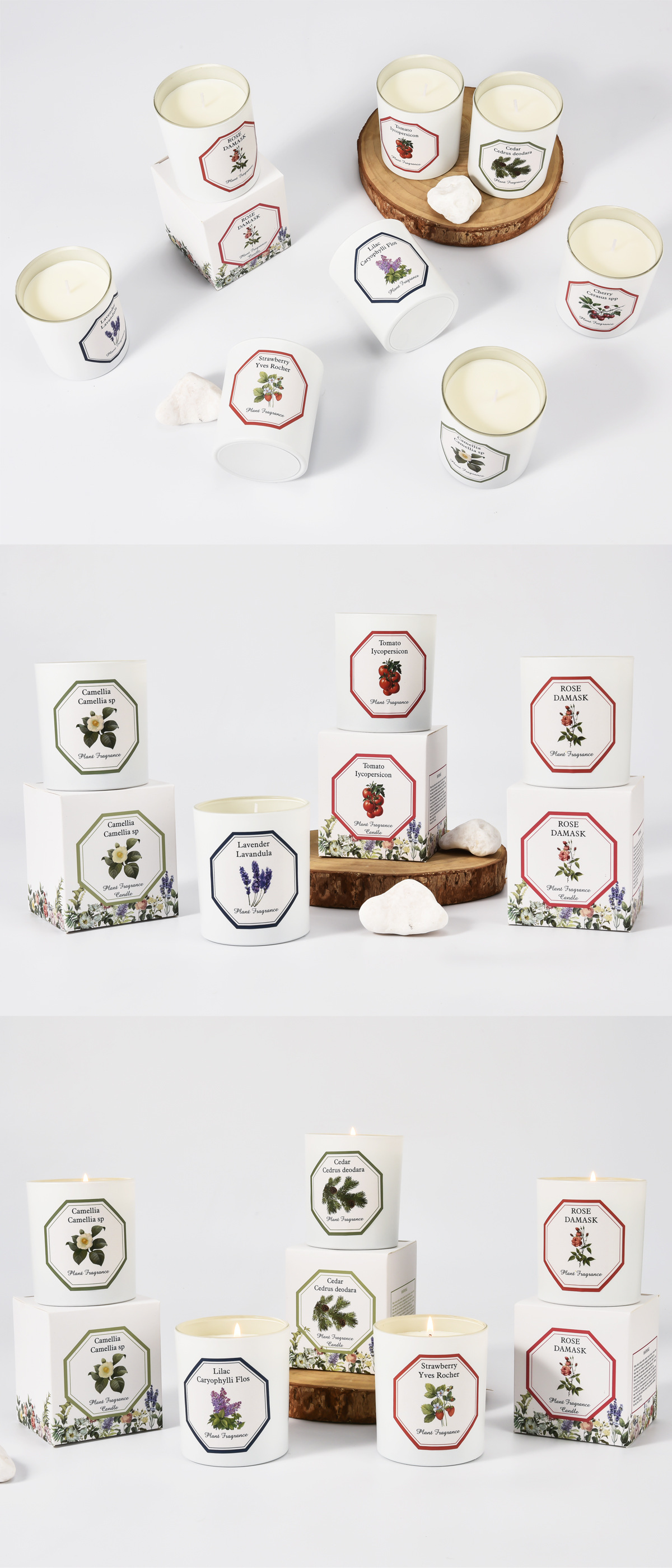 植物学家蜡烛_16