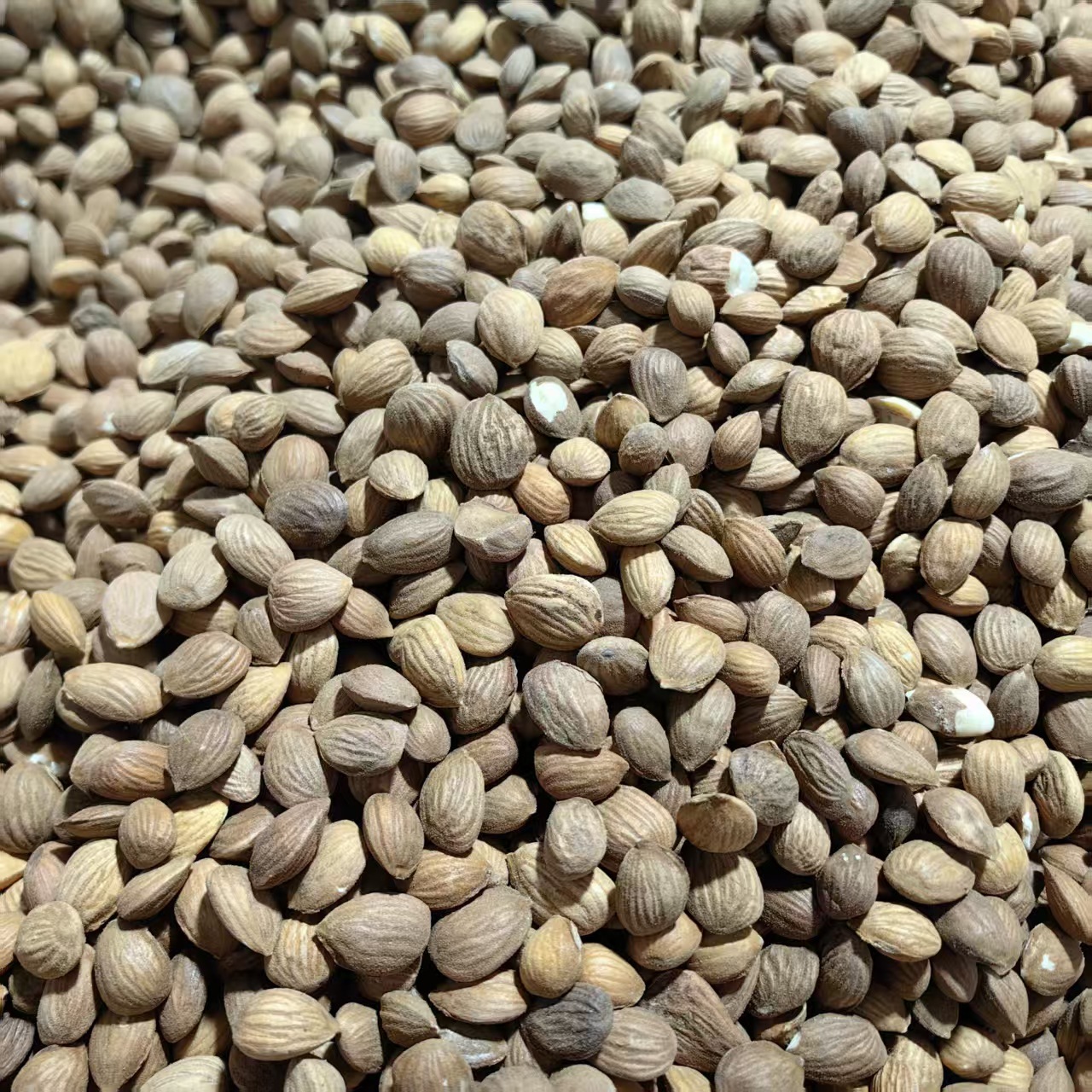 Peach Kernel Tao Ren 山桃仁 Dried Prunus persica Seed for TCM Decoctions 500g key features