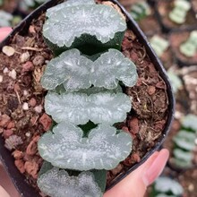 猛犸玉扇Haworthia truncata 'Mammoth’多肉植物大棚批发龙舌兰