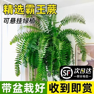 Overlord Fern Potted Boston Large Pot Long Vine Leaves Hanging Kidney Fern Living Room Indoor Rainforest Green Plant Fern Ceiling