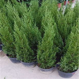 �������l�A�ؘ���ͥԺ�쾰�L�����И�