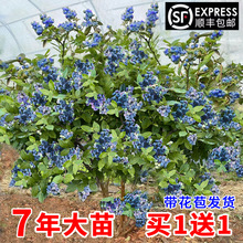 {ݮ{ݮ籱ϷNֲļ䱡Fش̨