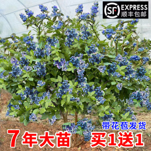 �{ݮ�������{ݮ����籱���Ϸ��Nֲ�ļ����䱡�F�����ش��̨����