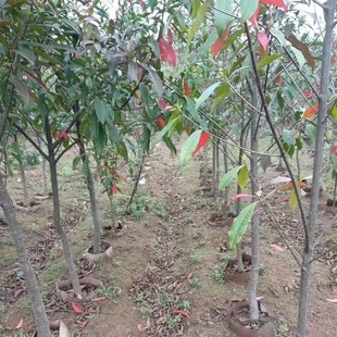 ���� �t�~��Ӣ��1���� ��Ӣ2���� С�~��Ӣ5���ֶ�Ӣ8���ֶ�Ӣ