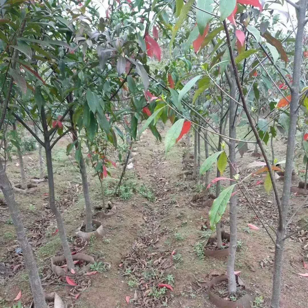 Скидка на красный лист камелии 1cm камелия 2cm маленький лист камелии 5cm камелия 8cm камелия