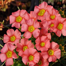 �F؛ͥԺ���@�̨�ر�ֲ����ֲ����������{�ݷN����֮�x�W��ɯ