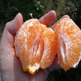 湖北耙耙柑橘果树苗木批发采购价格图片嫁接优质春见果苗