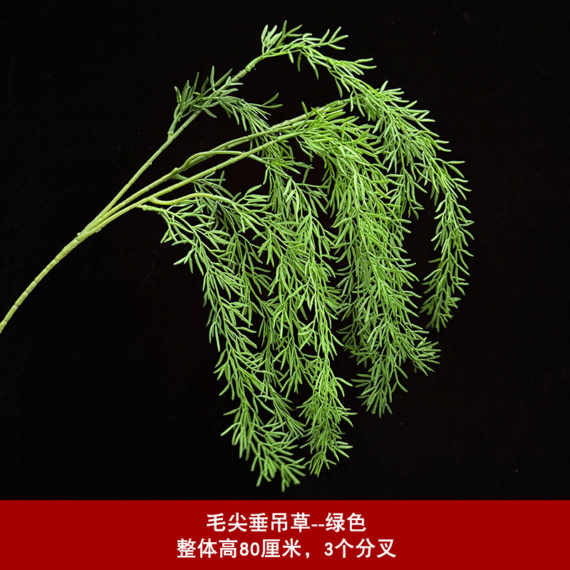 모첨수양초 - 녹색